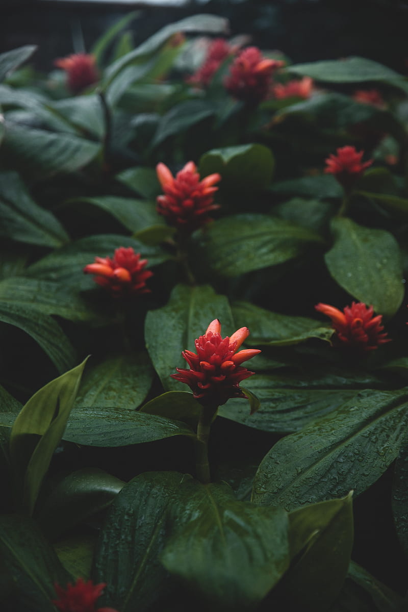 flowers, red, wet, leaves, plants, HD phone wallpaper
