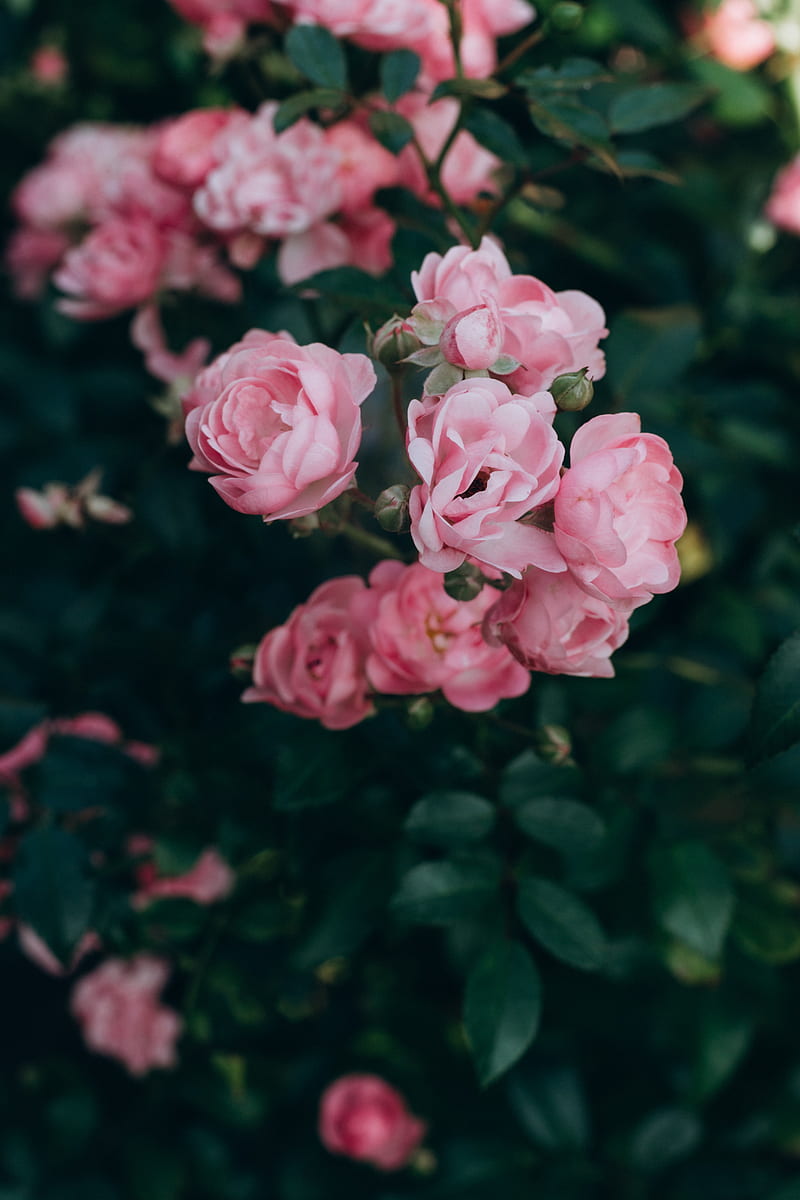 rose, flowers, bush, petals, pink, HD phone wallpaper