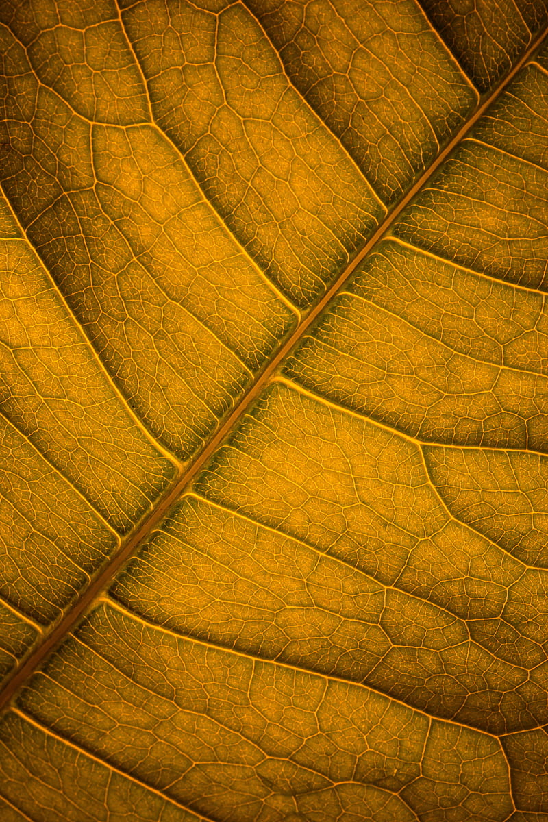 leaf, veins, macro, surface, HD phone wallpaper