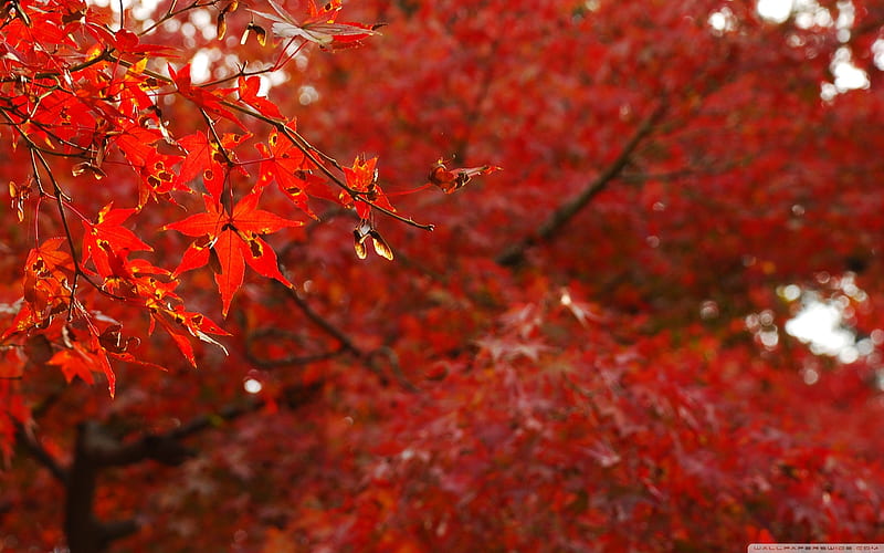 japanese maple trees -Autumn Landscape, HD wallpaper