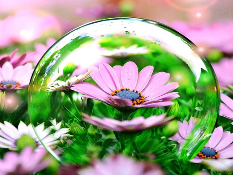 Life in a Bubble, daisies, fantasy, bubbles, flowers, nature, pink, daisy, field, HD wallpaper