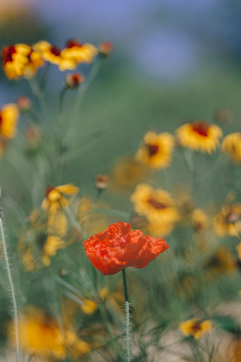 Red Flower in Tilt Shift Lens, HD phone wallpaper