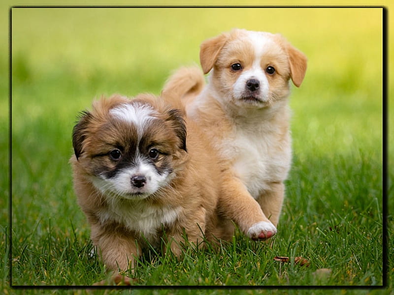 HD two cute puppies wallpapers | Peakpx