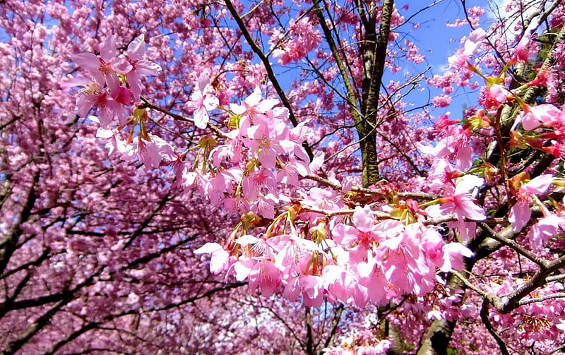 Beautiful Cherry Blossoms, sakura, colorful, tree, japanese, rose, cherry blossoms, HD wallpaper