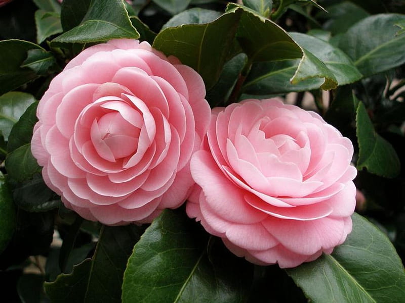 Camellias, Flowers, Pink, Nature, HD wallpaper