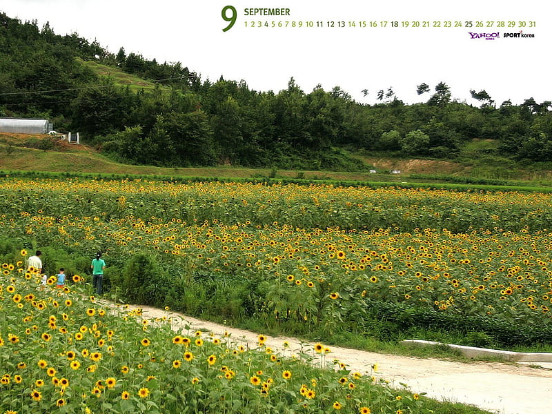 September-Calendar-Sunflower 03, HD wallpaper