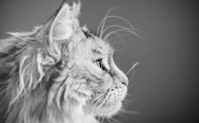 Focused, Maine Coon Cat, Beautiful Profile... Ultra, Black and White, Ears, Kitty, Feline, Animal, Monochrome, Meow, nikon, Whiskers, Focused, blackandwhite, d610, ziva, mainecoon, HD wallpaper
