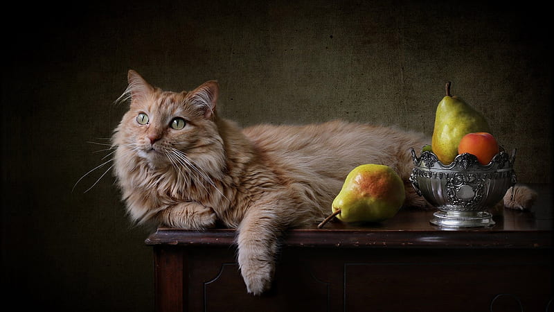 Cute Light Brown Cat Is Lying Down On A Table With Fruit Bowl Animals, HD wallpaper