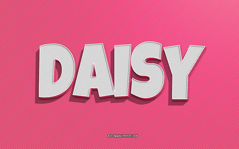 Daisy, pink lines background, with names, Daisy name, female names, Daisy greeting card, line art, with Daisy name, HD wallpaper