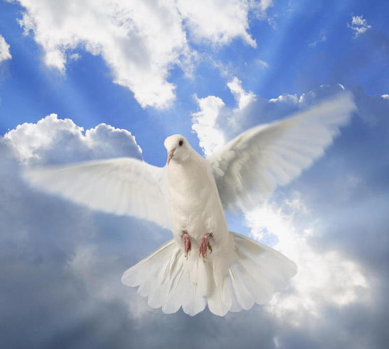 Peace dove as a Birtay gift for my sweet friend Anca (ancasimona), friend, peace, gift, sky, birtay, sweet, peaceful, dove, animals, HD wallpaper