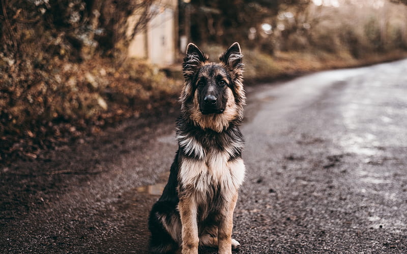 german shepherd, road, dogs, pets, bokeh, cute animals, German Shepherd Dog, HD wallpaper