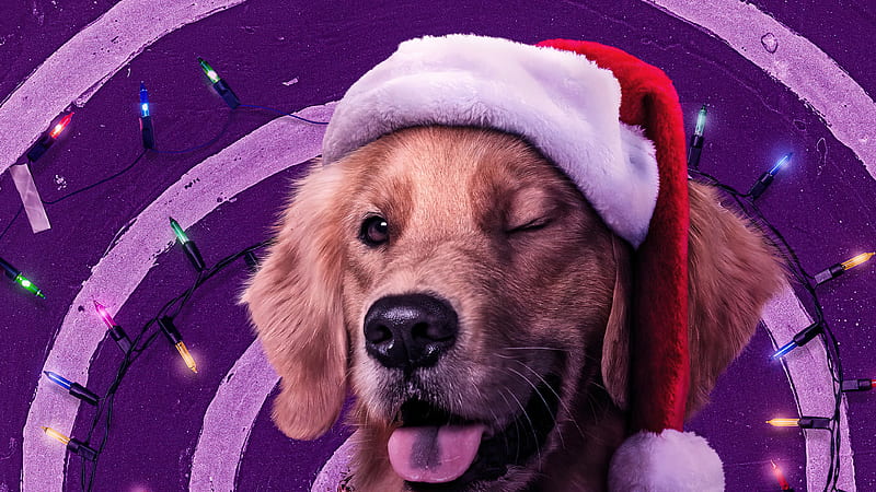 Golden Retriever Hawkeye, HD wallpaper