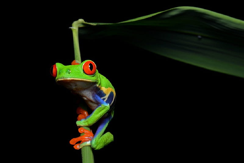 RED EYED FROG, FROG, GREEN, RED, EYED, HD wallpaper