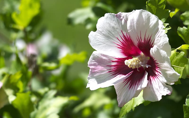 White Hibiscus, nature, white flower, hibiscus, macro, HD wallpaper