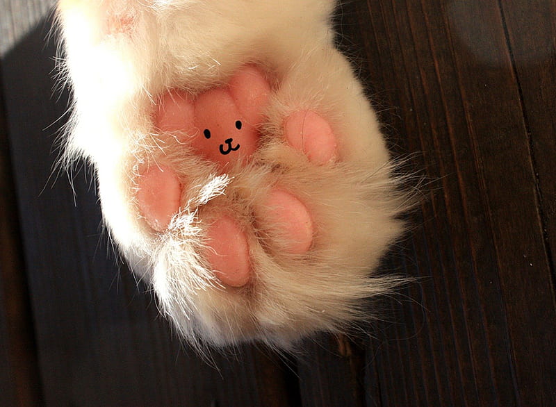 ❤, love, bear, paw, cat, pink, HD wallpaper