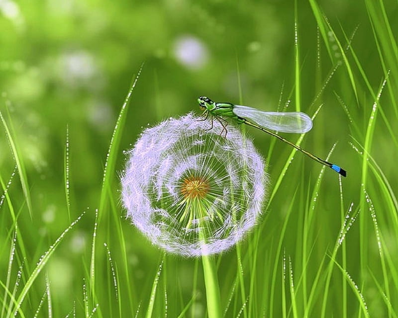 Spring Green, grass, love four seasons, spring, dandelion, paintings, green, dragonfly, flowers, nature, HD wallpaper