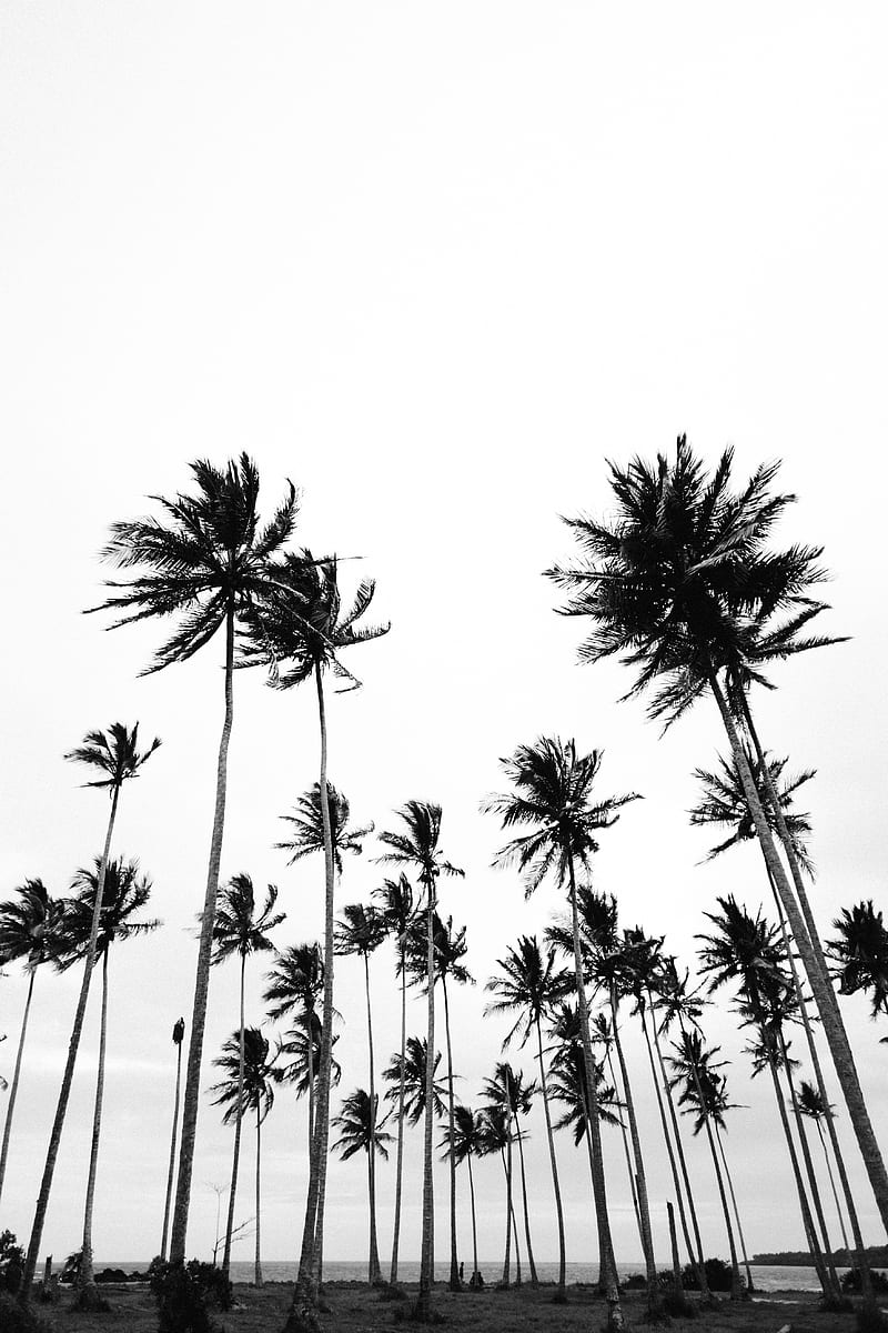 palms, bw, nature, minimalism, HD phone wallpaper