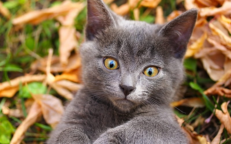 gray cute kitten, small gray cat, British short-haired cat, pets, autumn, cats, HD wallpaper