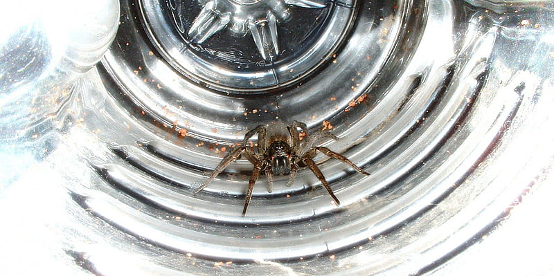 Wolf Spider in Water Bottle, bug, spider, wolf spider, bottle, HD wallpaper