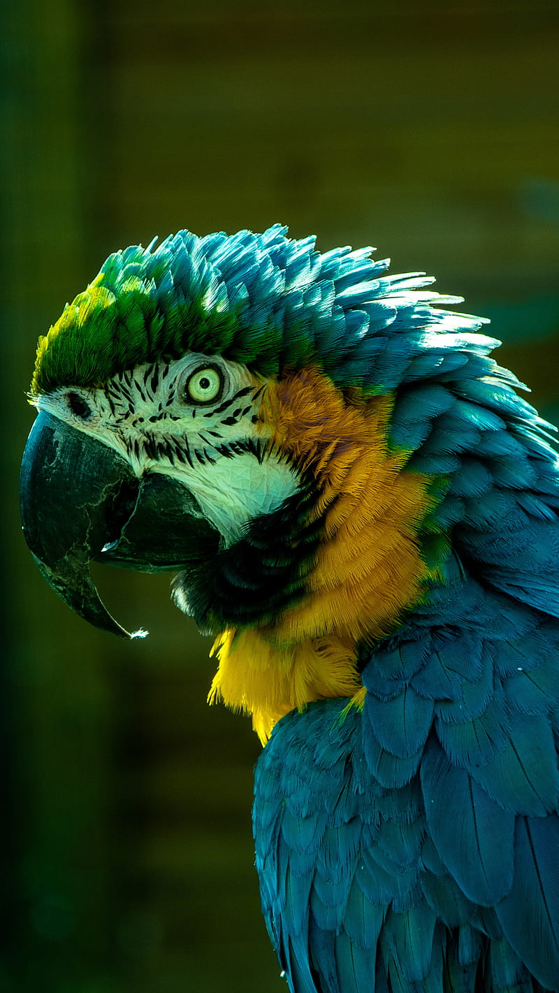 Macaw , bird, parrot, portrait, colorful, HD phone wallpaper
