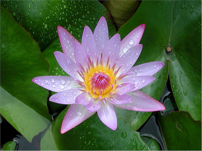 Lily Water, lily, flower, water, purple, HD wallpaper