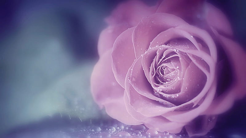 Light Pink Rose With Water Drops Rose, HD wallpaper