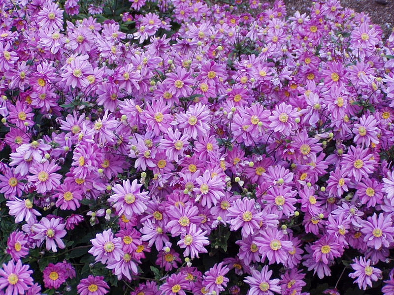 Purple flowers, flowers, purple, HD wallpaper | Peakpx