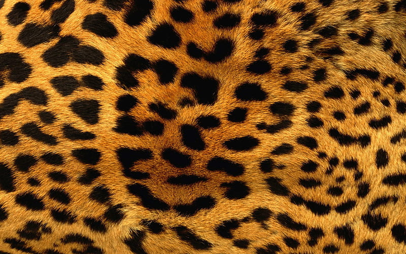 leopard skin texture, leopard wool texture, leopard background, wool texture, HD wallpaper