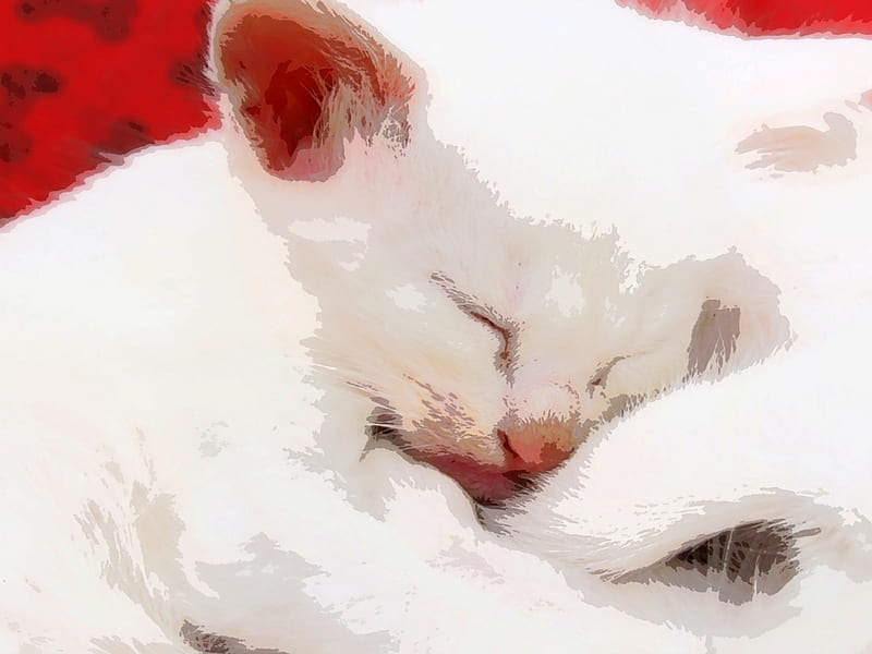 Sleeping kitten, white, kitten, sweet, asleep, HD wallpaper | Peakpx