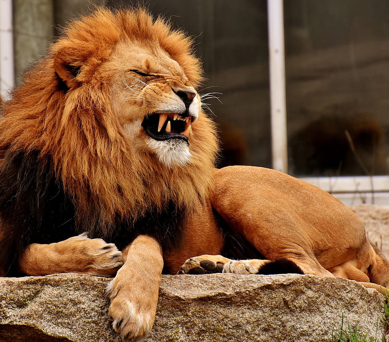 Lion, animal, leon, lions, wild, HD wallpaper | Peakpx