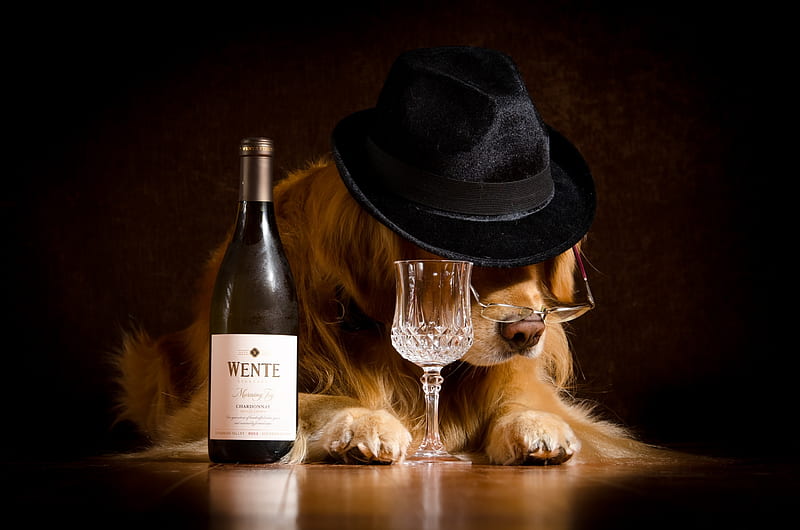 Not drunk yet, bottle, wine, glasses, caine, black, golden retriever, situation, animal, hat, glass, funny, dog, HD wallpaper