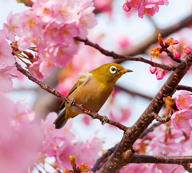 Birdy, bird, cute, nature, pink tree, sping, HD wallpaper