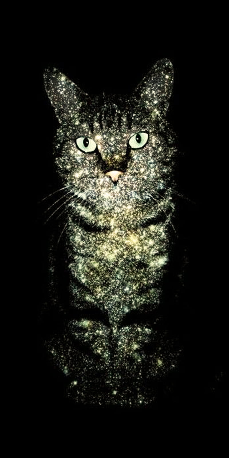 Galaxy Cat, kitten, stars, HD phone wallpaper