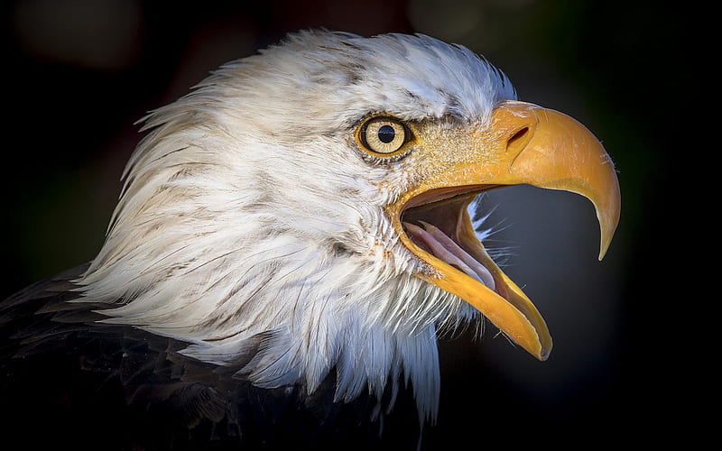 bald eagle, large beak, American bird, birds of prey, sea eagles, USA, American symbol, HD wallpaper