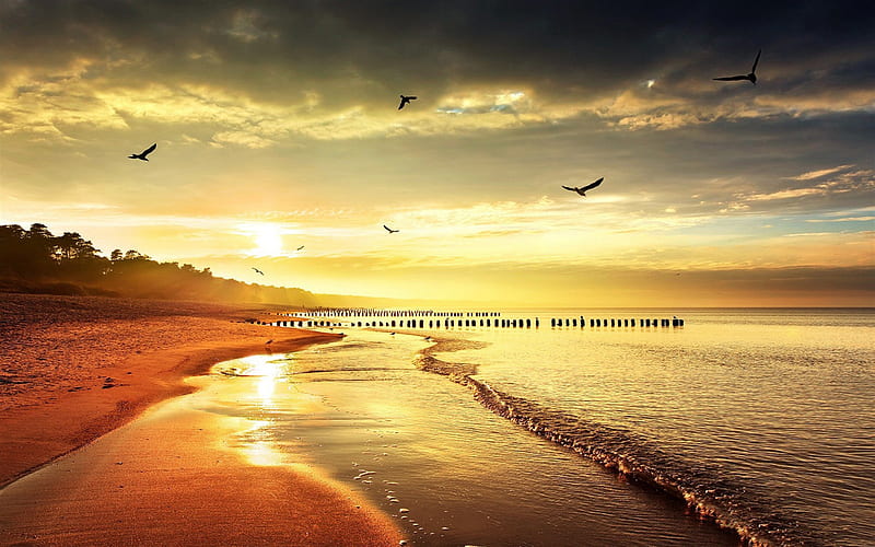 coast, beach, sunset, seagulls, birds, sea, tropical island, HD wallpaper