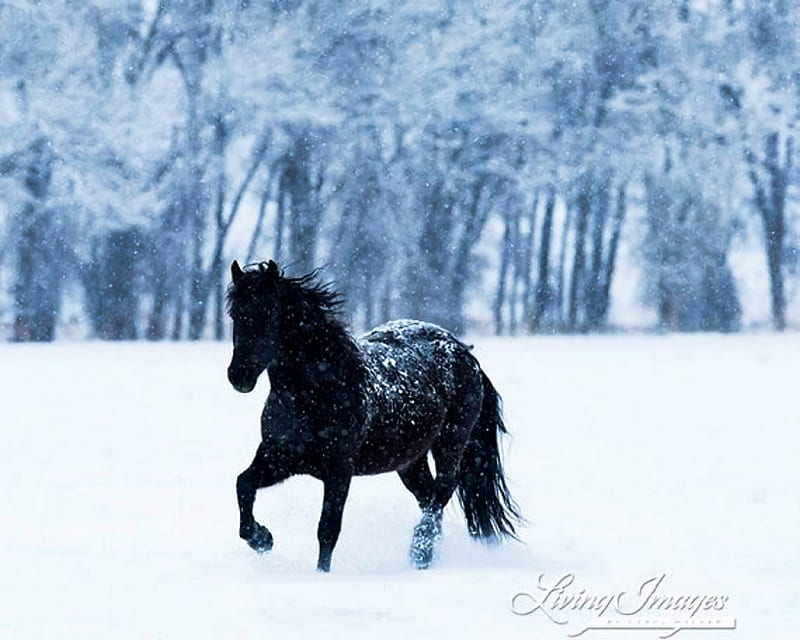 Black Horse Winter, horses, black horse, equine, snow, HD wallpaper