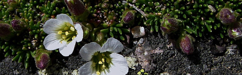 Alpine Sandwort, Alpine, Mountain, Dual Monitor, Flowers, Nature, HD wallpaper