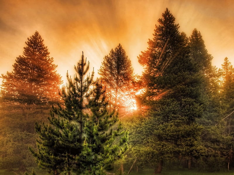 Pretty sunset forest, forest, tree, anture, pine, sunset, HD wallpaper