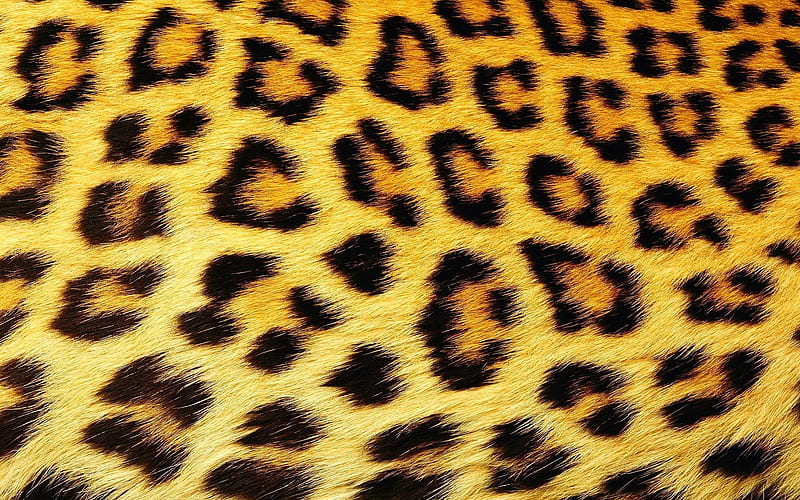 spotted, fur, texture, HD wallpaper