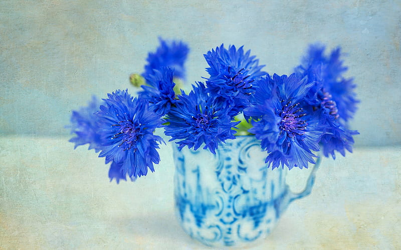 Cornflowers, blue, glass, vara, cornflower, bouquet, summer, vase, HD wallpaper