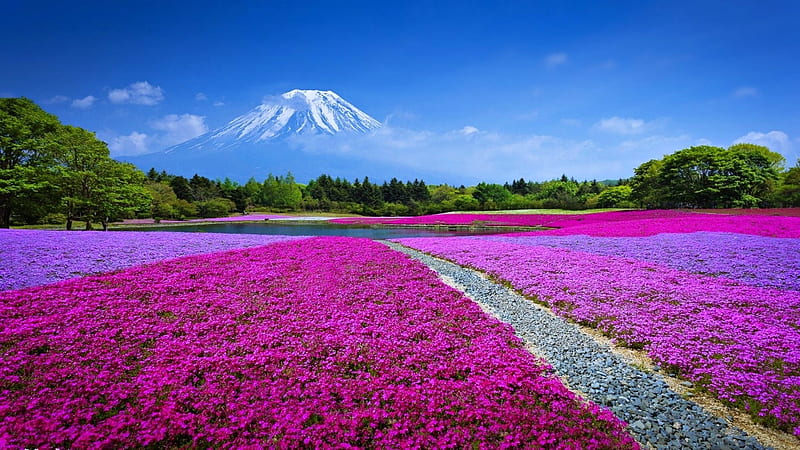 Spring Field with Flowers, moun fuji, flowers, nature, spring, field, blue, landscape, HD wallpaper