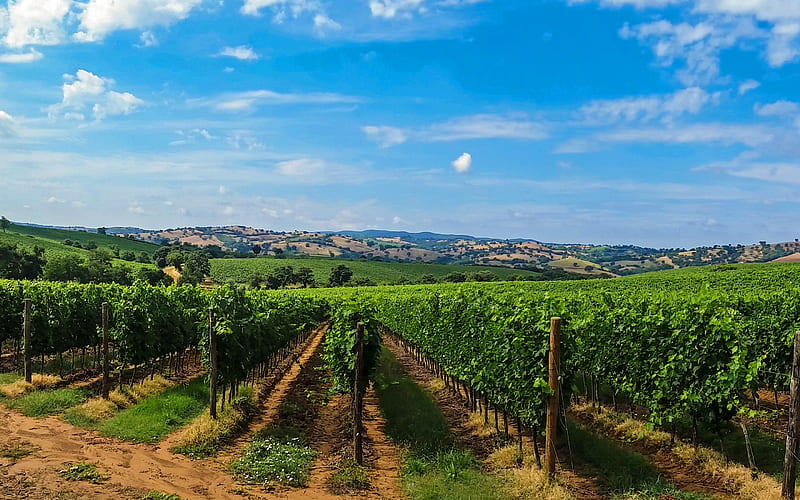 Tuscany vineyards, agriculture, summer, Europe, Italy, HD wallpaper