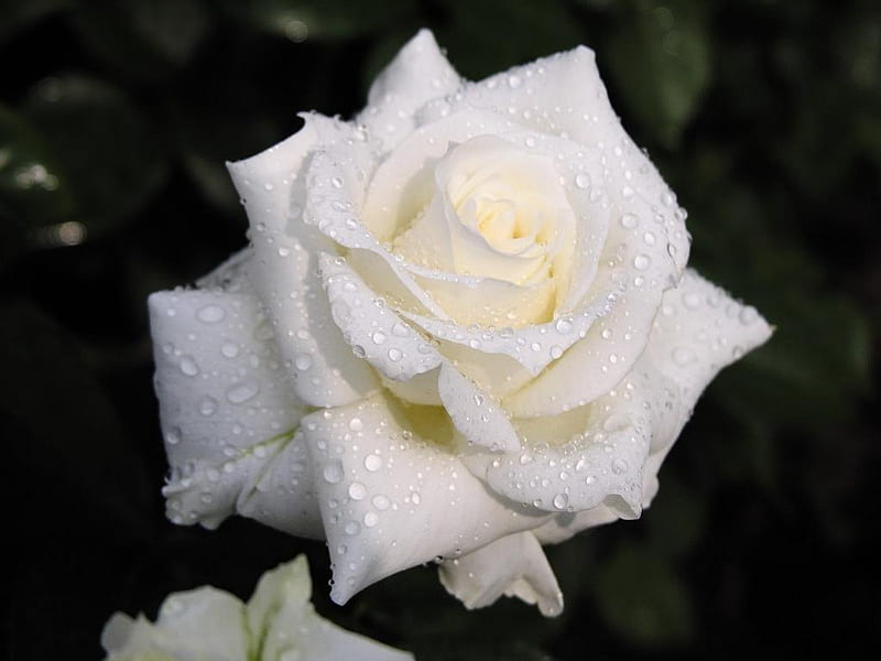 Snow White Rose, flower, pure, water, rose, HD wallpaper