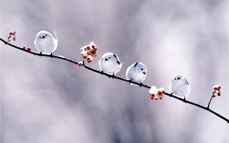 Winter, Birds, Bird, Branch, Berry, Animal, Bunting, Snow Bunting, HD wallpaper