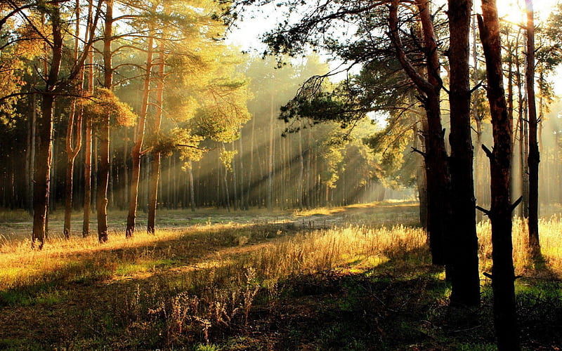Morning Sunshine Forest-Autumn landscape, HD wallpaper
