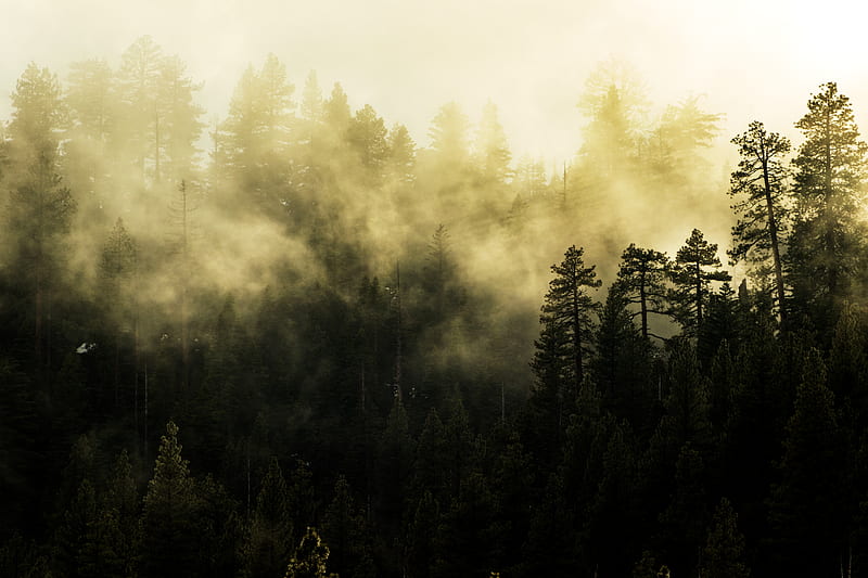 of Tall Trees Covered With Fog, HD wallpaper