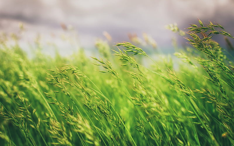 Grass Field, grass, fields, nature, HD wallpaper