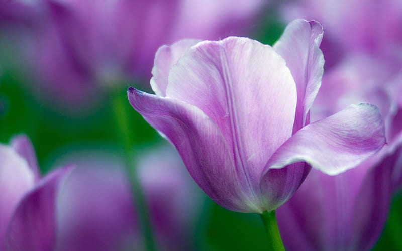 macro, bud, blur, purple tulip, tulips, HD wallpaper