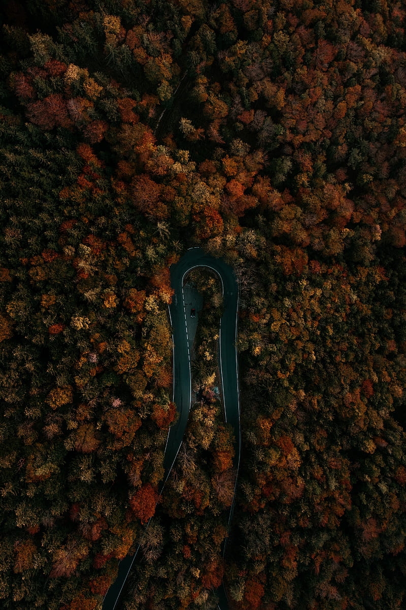 road, forest, aerial view, turn, trees, tops, HD phone wallpaper