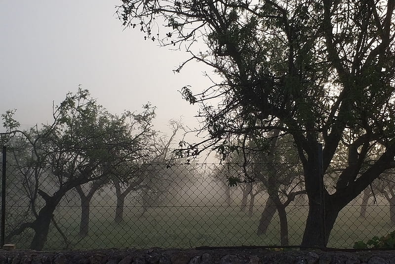 Foggy, mallorca, nature, trees, village, HD wallpaper